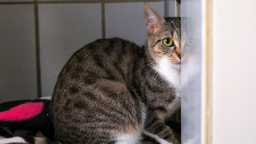 Heute möchte sich die getigert-weiße Katze „Carla“ um ein neues Zuhause bewerben. „Carla“ ist etwa zwei Jahre alt und sie kam zusammen mit ihren beiden Babys ins Tierheim. Zuerst hat „Carla“ alles angegriffen, was in ihre Nähe kam. Sie hätte ihre Babys mit ihrem Leben verteidigt. Die Babys sind mittlerweile groß, „Carla“ wurde geimpft und kastriert und damit wurde sie auch ruhiger und den Pflegerinnen gegenüber zugänglicher. Mit Menschen, die sie kennt, spielt sie gerne und von denen lässt sie sich auch streicheln. „Carla“ hat entdeckt, dass der Kontakt mit Menschen eigentlich gar nicht so übel ist. Nun braucht sie ruhige, geduldige Menschen mit Katzenerfahrung, die ihr die erforderliche Zeit zur Eingewöhnung geben und sie erst einmal nicht bedrängen. „Carla“ wird schnell merken, wie und wo man sich Streicheleinheiten abholen kann. Wohnen würde „Carla“ am liebsten in einem verkehrsberuhigt gelegenen Häuschen im Grünen und wenn da schon ein friedlicher Artgenosse leben würde, vielleicht sogar noch jünger, hätte sie sicher nichts dagegen. Das Tierheim Neumarkt ist trotz der erfolgten Lockerungen noch immer bis auf Weiteres für Besucher, Gassigeher und Katzenstreichler geschlossen. Besuche und Tiervermittlungen können nur nach vorheriger telefonischer Terminvereinbarung stattfinden. Das Büro ist täglich (außer an Sonn- und Feiertagen) von 14.30 bis 17 Uhr unter der Telefonnummer (0 91 81) 2 28 62 erreichbar. In Notfällen und im Falle von Fundtieren ist das Tierheim ebenfalls unter dieser Telefonnummer erreichbar. Hier geht es zur Internet-Seite des Tierheims
Heute möchte sich die getigert-weiße Katze „Carla“ um ein neues Zuhause bewerben. „Carla“ ist etwa zwei Jahre alt und sie kam zusammen mit ihren beiden Babys ins Tierheim. Zuerst hat „Carla“ alles angegriffen, was in ihre Nähe kam. Sie hätte ihre Babys mit ihrem Leben verteidigt. Die Babys sind mittlerweile groß, „Carla“ wurde geimpft und kastriert und damit wurde sie auch ruhiger und den Pflegerinnen gegenüber zugänglicher. Mit Menschen, die sie kennt, spielt sie gerne und von denen lässt sie sich auch streicheln. „Carla“ hat entdeckt, dass der Kontakt mit Menschen eigentlich gar nicht so übel ist. Nun braucht sie ruhige, geduldige Menschen mit Katzenerfahrung, die ihr die erforderliche Zeit zur Eingewöhnung geben und sie erst einmal nicht bedrängen. „Carla“ wird schnell merken, wie und wo man sich Streicheleinheiten abholen kann. Wohnen würde „Carla“ am liebsten in einem verkehrsberuhigt gelegenen Häuschen im Grünen und wenn da schon ein friedlicher Artgenosse leben würde, vielleicht sogar noch jünger, hätte sie sicher nichts dagegen. Das Tierheim Neumarkt ist trotz der erfolgten Lockerungen noch immer bis auf Weiteres für Besucher, Gassigeher und Katzenstreichler geschlossen. Besuche und Tiervermittlungen können nur nach vorheriger telefonischer Terminvereinbarung stattfinden. Das Büro ist täglich (außer an Sonn- und Feiertagen) von 14.30 bis 17 Uhr unter der Telefonnummer (0 91 81) 2 28 62 erreichbar. In Notfällen und im Falle von Fundtieren ist das Tierheim ebenfalls unter dieser Telefonnummer erreichbar. Hier geht es zur Internet-Seite des Tierheims