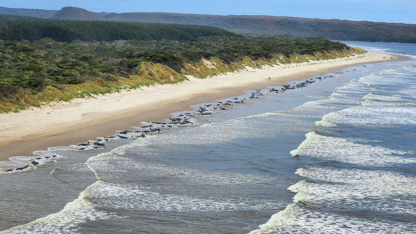Hunderte Wale waren in der abgelegenen Macquarie-Bucht im Westen Tasmaniens gestrandet. Mittlerweile leben nur noch 35 von ihnen.
Hunderte Wale waren in der abgelegenen Macquarie-Bucht im Westen Tasmaniens gestrandet. Mittlerweile leben nur noch 35 von ihnen.