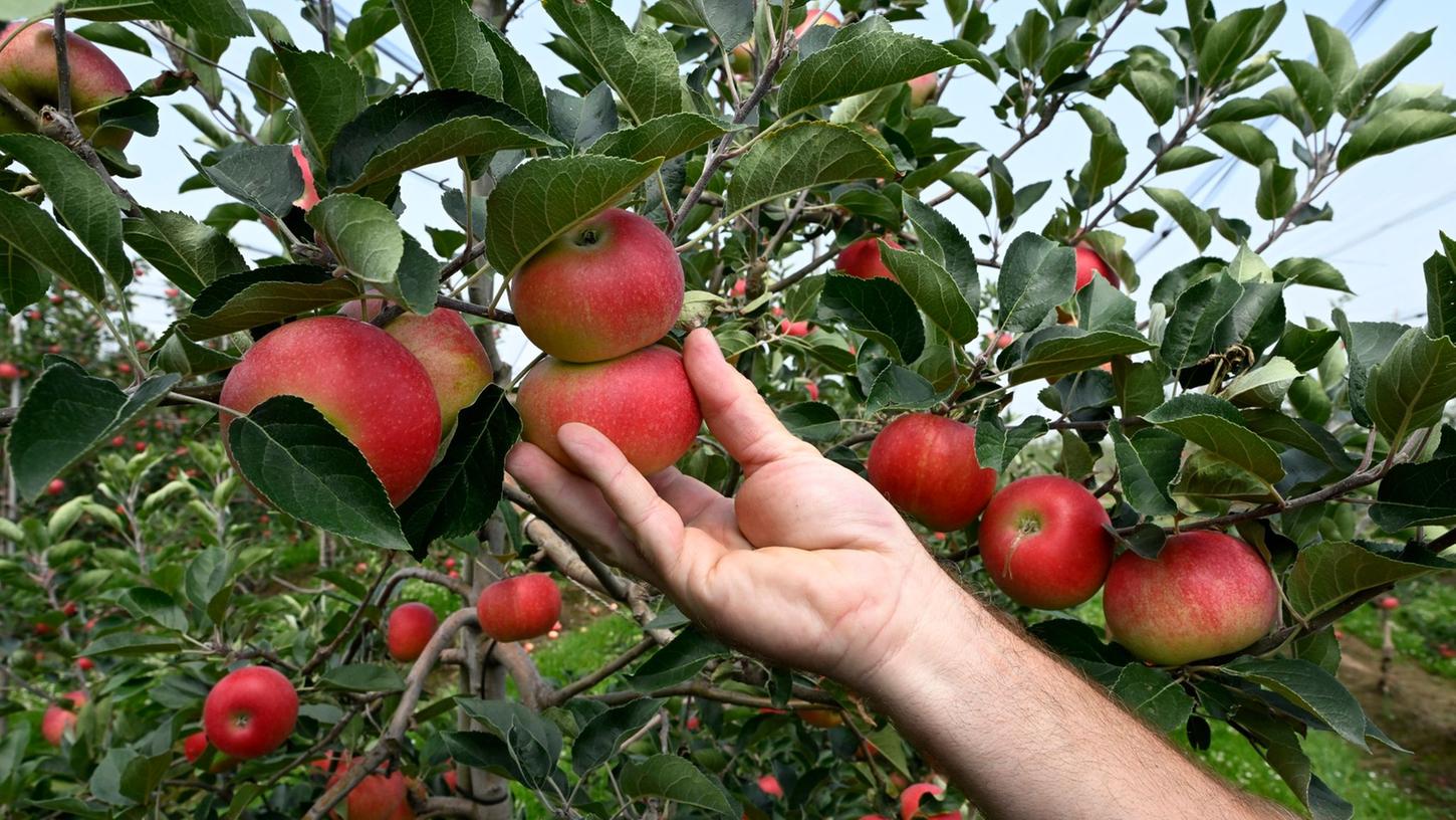 Zahlreiche Unternehmen in der Obst- und Gemüseproduktion sind auf Grund der steigenden Energiepreise in Gefahr.