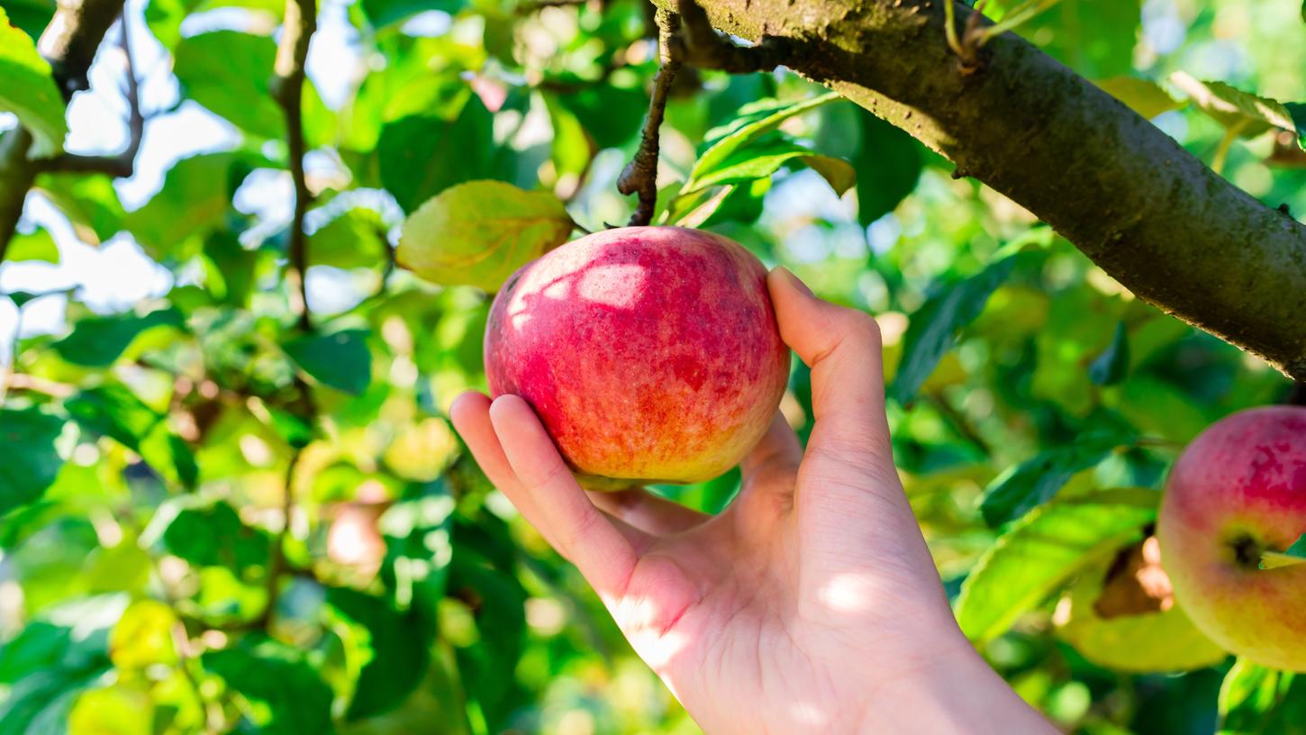 Obstbaumbesitzer können ihre Äpfel und Birnen zum Obstmobil bringen und anschließend ihren eigenen Obstsaft mitnehmen,
