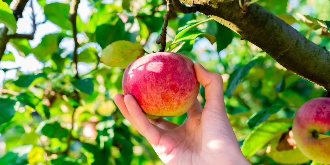 Obst: Hier ist pflücken erlaubt