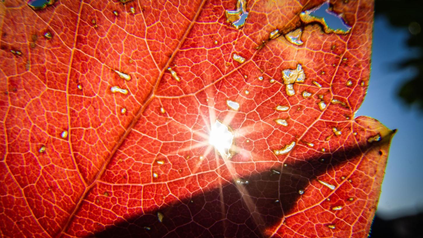Die Sonne sendet ihr helles Licht durch ein herbstlich verfärbtes Blatt. Die Sonne sendet ihr helles Licht durch ein herbstlich verfärbtes Blatt.