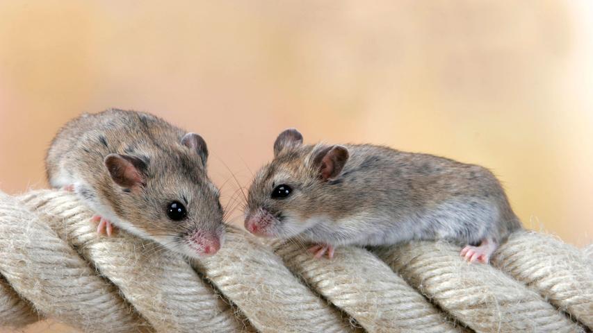 Chinesische Streifenhamster haben einen schmalen Kopf und Körper.