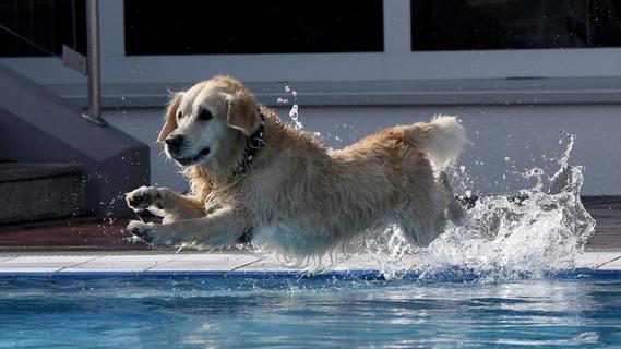 Wau und platsch: Beliebter Hunde-Badetag im Neumarkter Freibad