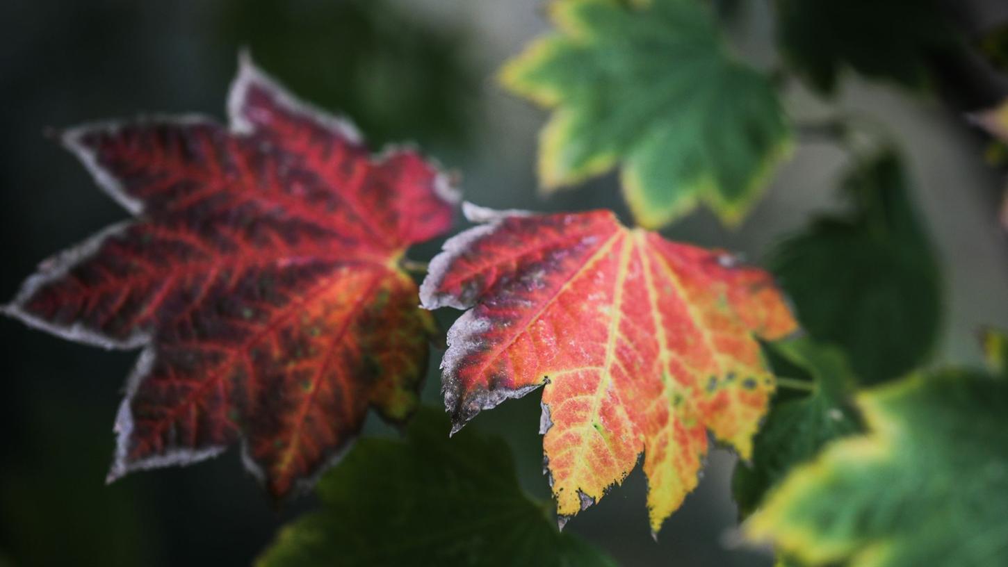 Die schönste Seite des Herbstes: Die Verfärbung der Blätter, etwa am Wein-Ahorn (Acer Circinatum). Die schönste Seite des Herbstes: Die Verfärbung der Blätter, etwa am Wein-Ahorn (Acer Circinatum).