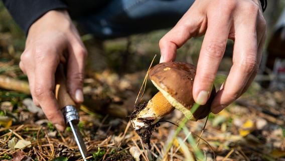 Dem Wild Ruhe gönnen: Nicht in der Dämmerung Pilze sammeln