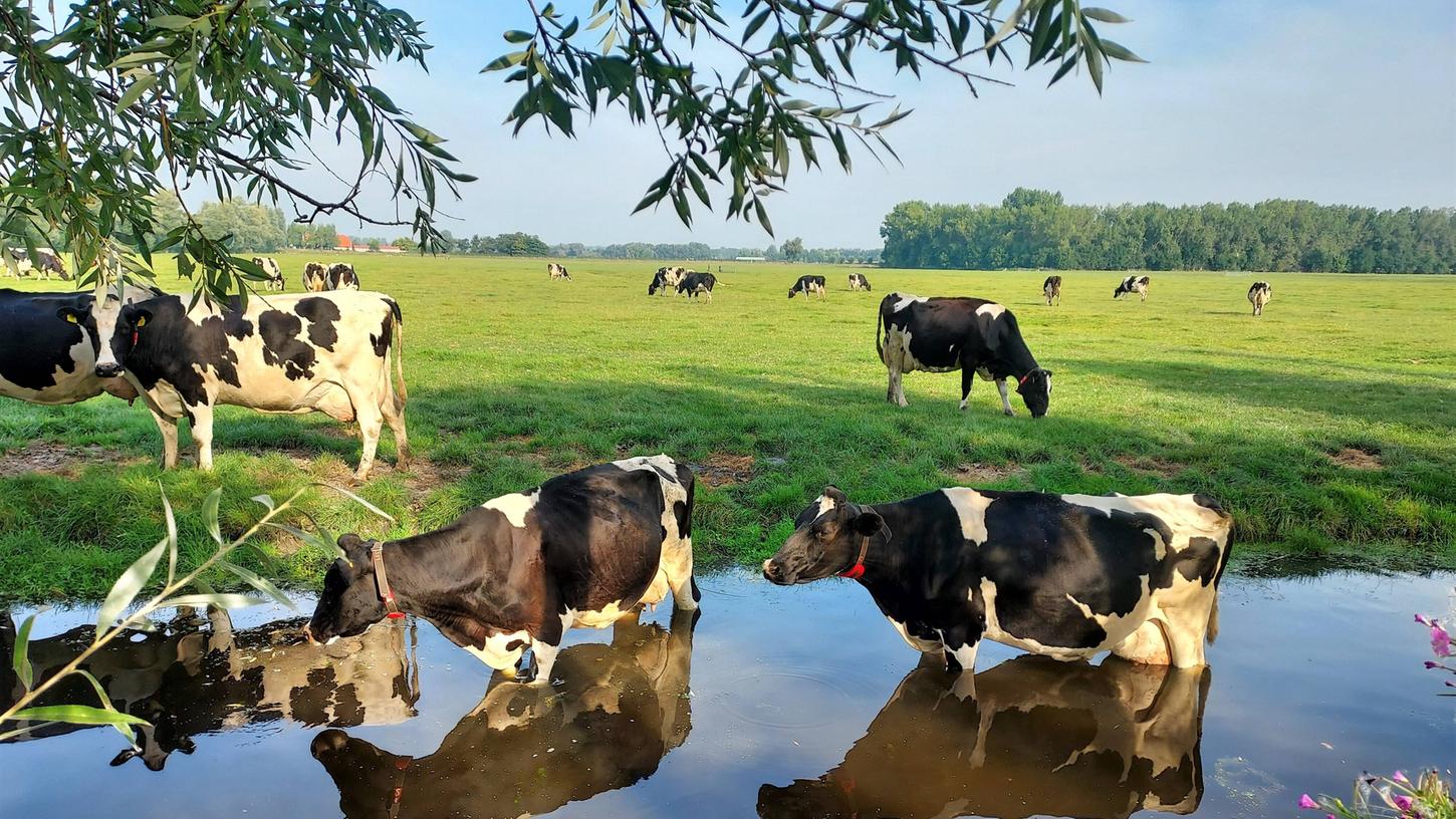 Können Kühe schwimmen - oder nur im flachen Wasser stehen?