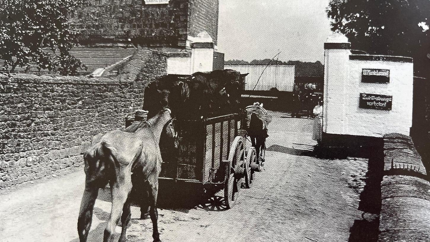 Diese historische Aufnahme zeigt ein abgemagertes Pferd auf dem Weg zu einem Pferdelazarett an der Westfront im ersten Weltkrieg.
