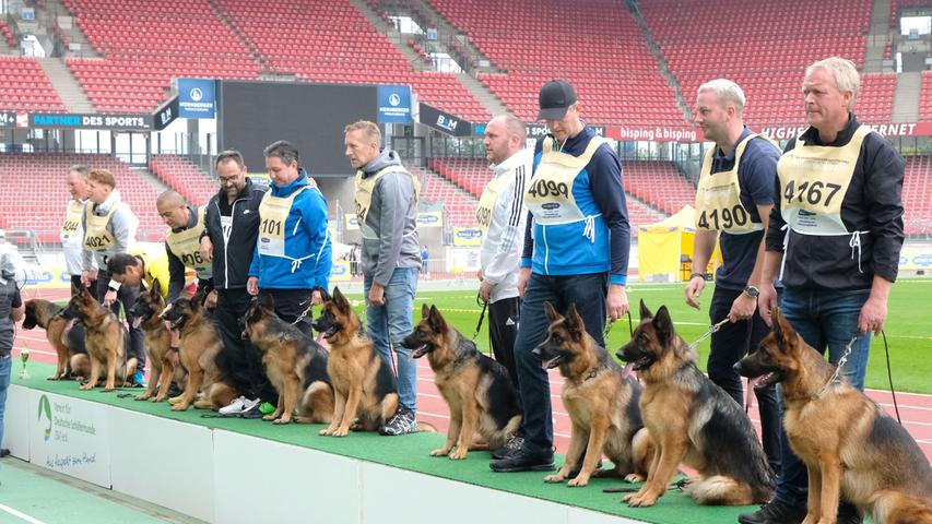 Da oben auf dem Treppchen wollen sie alle stehen. In Nürnberg fand bereits zum zehnten Mal das Weltchampionat für Deutsche Schäferhunde statt. 