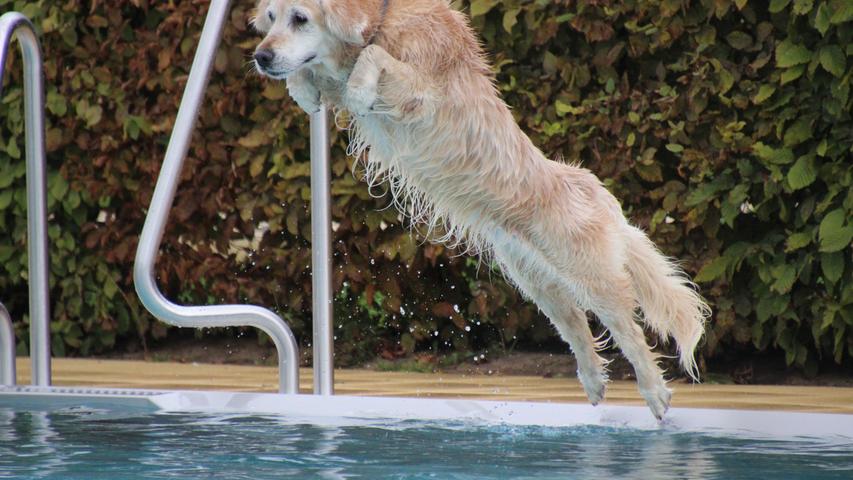 Mehr als 50 Hunde sprangen ins 13 Grad Celsius kalte Wasser der Becken. 