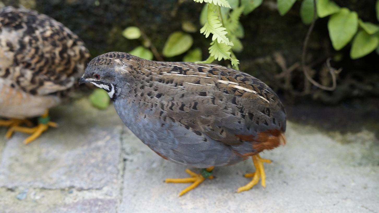 Eine Zwergwachtel (Symbolbild). Fünf solche Kleinvögel haben Unbekannte aus dem Außengehege der Schwabacher Karl-Dehm-Mittelschule gestohlen, einen sechsten hinterließen sie tot.