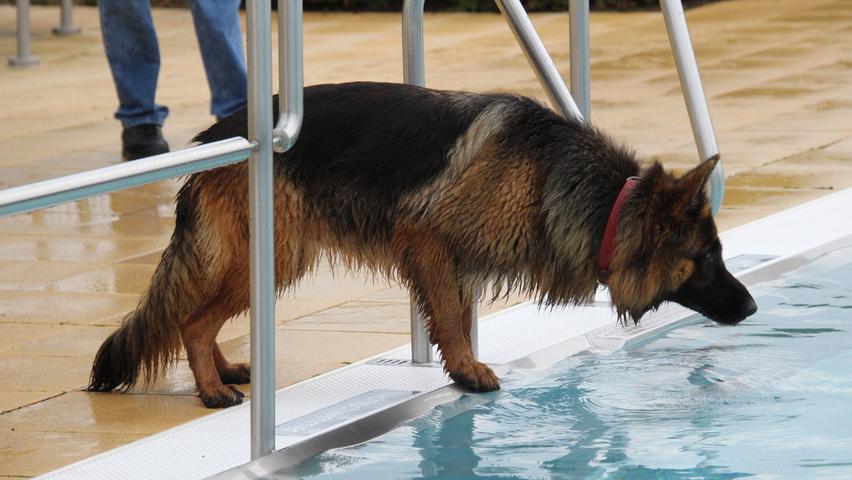 Doch wie es im Freibad nun einmal so ist: Manchen, wie diesem Schäferhund, war das Wasser dann doch zu kalt.