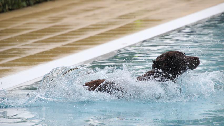 Tierischer Spaß: Die schönsten Bilder vom Hundeschwimmen im Bad Windsheimer Freibad