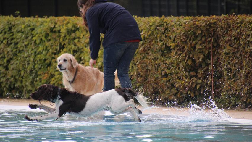 Tierischer Spaß: Die schönsten Bilder vom Hundeschwimmen im Bad Windsheimer Freibad