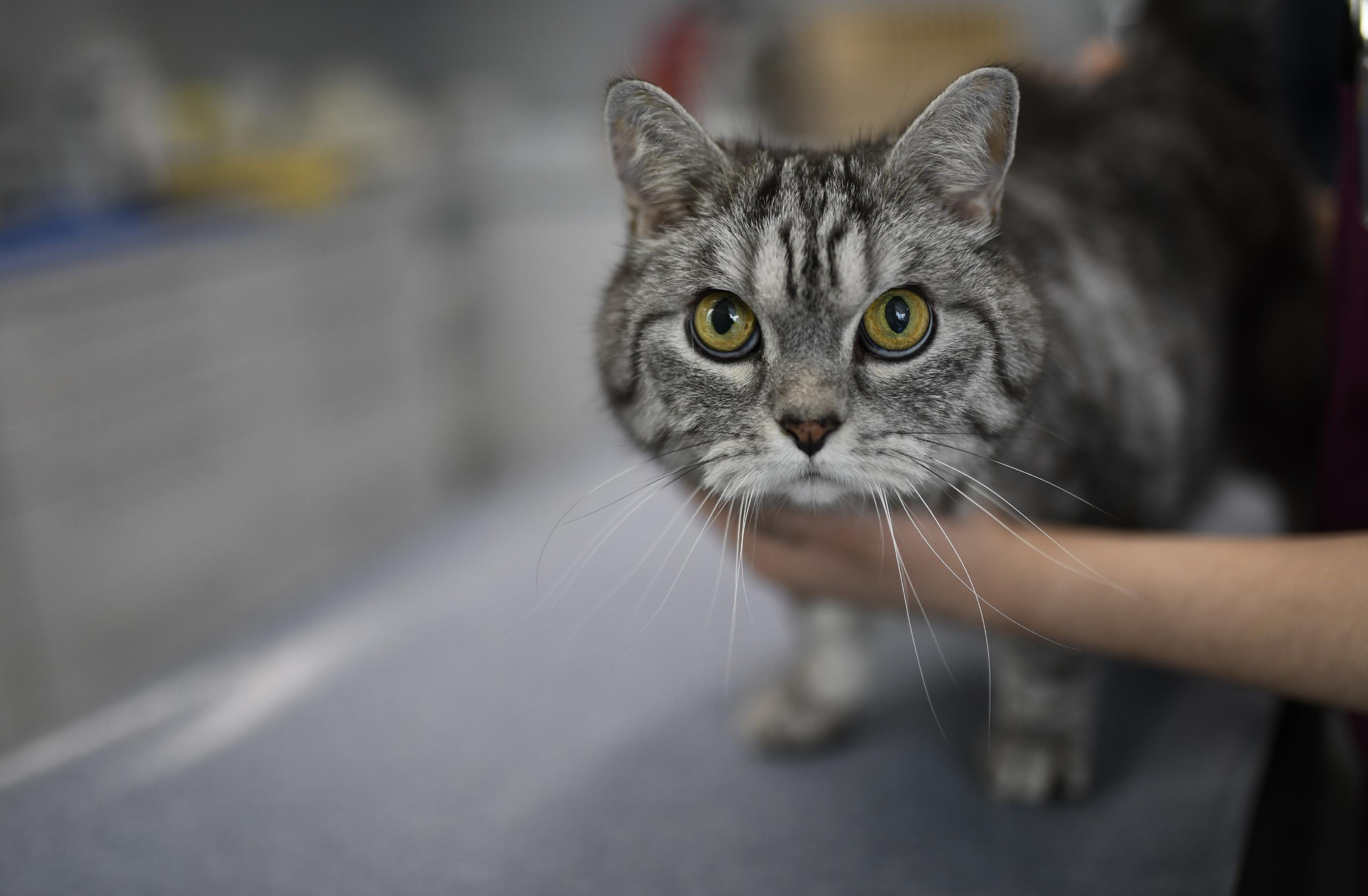 Schlechte Nachrichten für Haustierbesitzer. Der Bundesrat hat einer Neufassung der Tierärztegebührenordnung (GOT) zugestimmt. Bedeutet: Ab dem 22. November werden Preissteigerung bei Tierarztpraxen erwartet. Und die haben es in sich: Der Tierarztbesuch dürfte demnächstum 20 bis 100 Prozent teurer werden.
