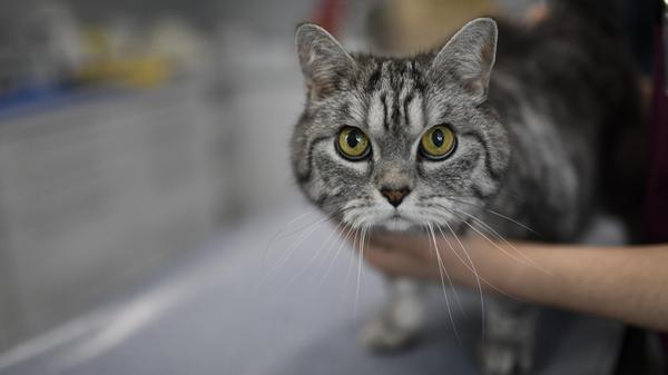 Schlechte Nachrichten für Haustierbesitzer. Der Bundesrat hat einer Neufassung der Tierärztegebührenordnung (GOT) zugestimmt. Bedeutet: Ab dem 22. November werden Preissteigerung bei Tierarztpraxen erwartet. Und die haben es in sich: Der Tierarztbesuch dürfte demnächstum 20 bis 100 Prozent teurer werden.