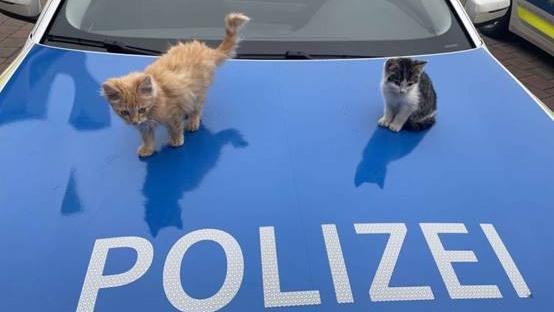 Herzlose Aktion: Zwei süße Katzenbabys an Autobahn-Raststätte in Franken ausgesetzt Herzlose Aktion: Zwei süße Katzenbabys an Autobahn-Raststätte in Franken ausgesetzt