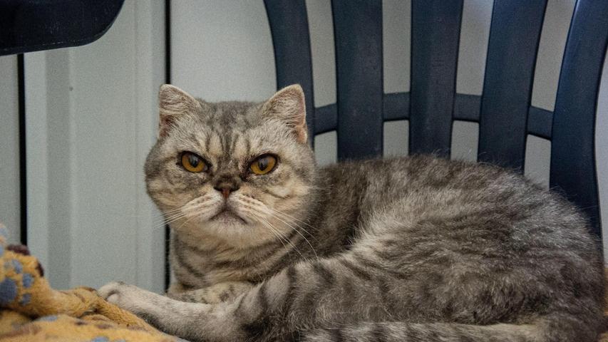 Sandy ist eine acht Jahre alte British-Kurzhaar-Katze. Sie kam als Fundtier ins Heim an der Stadenstraße und kann in der Wohnung gehalten werden. Die Pfleger beschreiben sie als lieb und verschmust. Sie kann auch zickig werden und lässt sich nicht gern hochnehmen. Typisch Katze halt. Sandy mag keine Artgenossen und neigt zur Unsauberkeit, heißt es. Die Tierpfleger beraten gerne. Wer hat noch ein Katzenkörbchen für sie frei?
Mehr Informationen gibt es beim Tierheim Nürnberg, Stadenstraße 90, 90491 Nürnberg, Telefon (0911) 919890.
Sandy ist eine acht Jahre alte British-Kurzhaar-Katze. Sie kam als Fundtier ins Heim an der Stadenstraße und kann in der Wohnung gehalten werden. Die Pfleger beschreiben sie als lieb und verschmust. Sie kann auch zickig werden und lässt sich nicht gern hochnehmen. Typisch Katze halt. Sandy mag keine Artgenossen und neigt zur Unsauberkeit, heißt es. Die Tierpfleger beraten gerne. Wer hat noch ein Katzenkörbchen für sie frei?
Mehr Informationen gibt es beim Tierheim Nürnberg, Stadenstraße 90, 90491 Nürnberg, Telefon (0911) 919890.