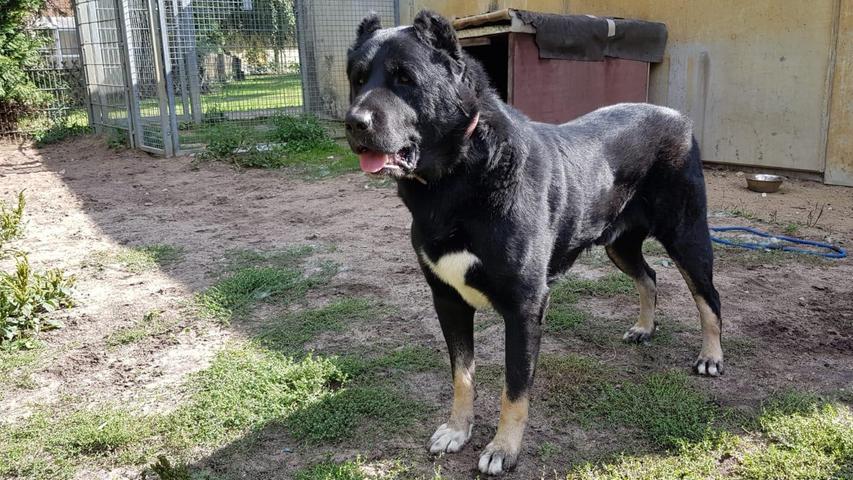 Blacky ist ein außergewöhnlich hübscher Kangal. „Er ist ein großer Bär, der in seinem Leben leider nicht viel kennengelernt hat“, sagen die Tierpfleger über ihn. „Man braucht etwas Zeit, um sein Vertrauen zu bekommen, dann ist er aber verschmust und aufgeschlossen.“ Blacky wirkt in fremden Umgebungen ängstlich und unsicher. Er wurde gemeinsam mit zwei Hündinnen abgegeben, die drei waren ihr Leben lang in Außenhaltung am gleichen Platz und wurden keinen Umweltreizen ausgesetzt. Mit seinen zwei Damen verträgt sich der dreijährige Rüde gut. In seinem Auslauf zeigt er sich kangaltypisch sehr wachsam. Für Blacky wäre ein neues Zuhause mit einem Grundstück toll, auf dem er die erste Zeit außen leben kann, bis er Vertrauen gefasst und seine Angst vor Innenräumen abgelegt hat. Blacky wird nur in ein Zuhause mit Familienanschluss vermittelt.
Mehr Informationen gibt es beim Tierheim Nürnberg, Stadenstraße 90, 90491 Nürnberg, Telefon (0911) 919890.
Blacky ist ein außergewöhnlich hübscher Kangal. „Er ist ein großer Bär, der in seinem Leben leider nicht viel kennengelernt hat“, sagen die Tierpfleger über ihn. „Man braucht etwas Zeit, um sein Vertrauen zu bekommen, dann ist er aber verschmust und aufgeschlossen.“ Blacky wirkt in fremden Umgebungen ängstlich und unsicher. Er wurde gemeinsam mit zwei Hündinnen abgegeben, die drei waren ihr Leben lang in Außenhaltung am gleichen Platz und wurden keinen Umweltreizen ausgesetzt. Mit seinen zwei Damen verträgt sich der dreijährige Rüde gut. In seinem Auslauf zeigt er sich kangaltypisch sehr wachsam. Für Blacky wäre ein neues Zuhause mit einem Grundstück toll, auf dem er die erste Zeit außen leben kann, bis er Vertrauen gefasst und seine Angst vor Innenräumen abgelegt hat. Blacky wird nur in ein Zuhause mit Familienanschluss vermittelt.
Mehr Informationen gibt es beim Tierheim Nürnberg, Stadenstraße 90, 90491 Nürnberg, Telefon (0911) 919890.