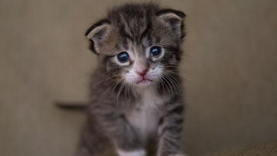 Seuche legt Tierheim in Franken lahm - Acht Katzenjunge sterben