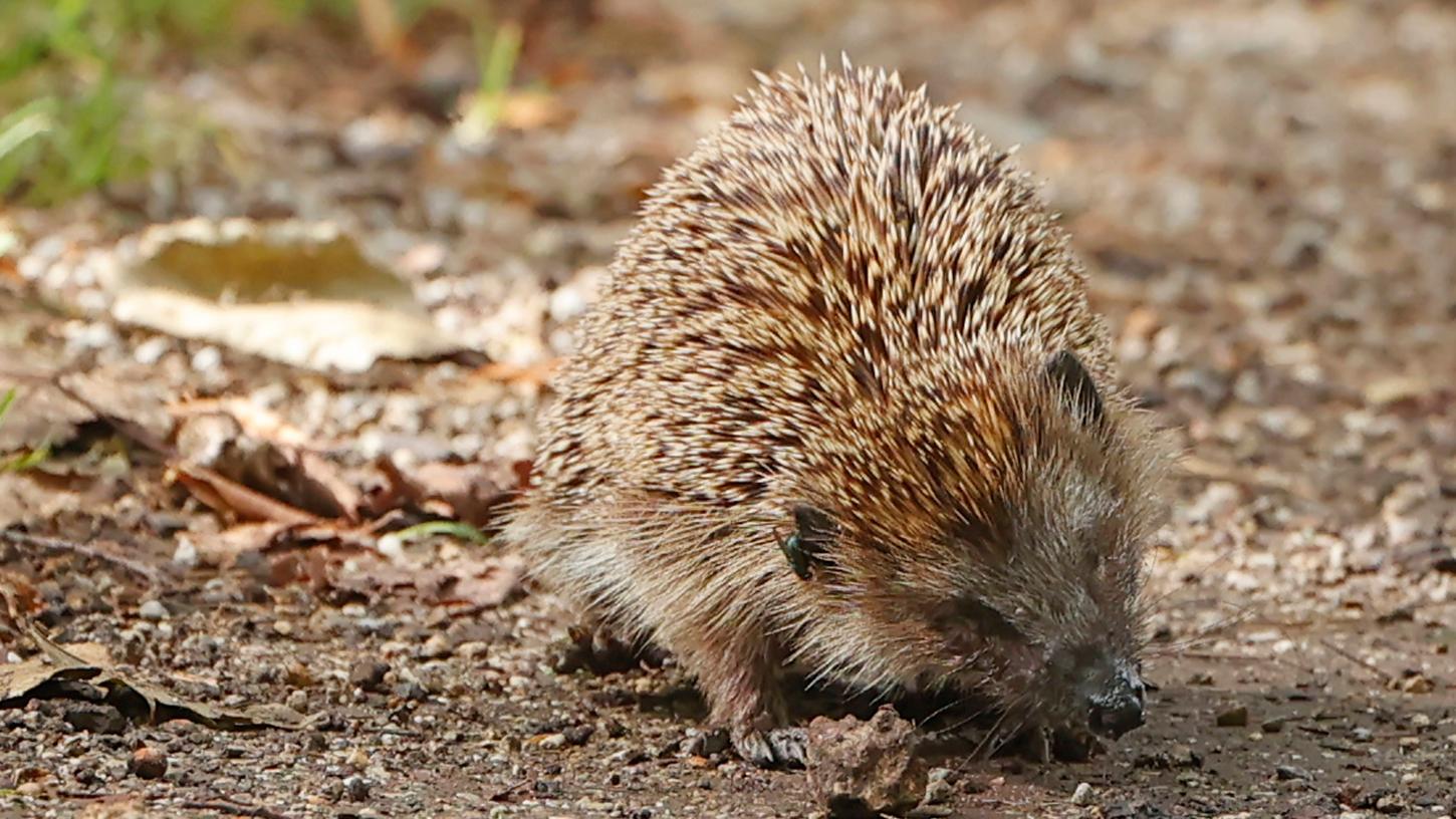 Igel füttern: Ist das sinnvoll? Und wenn ja - mit welchen Lebensmitteln?