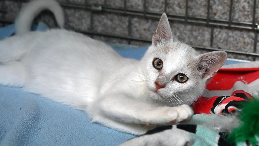 Der kleine, cremefarbene Kater „Binky“ möchte nicht alleine aufwachsen, er bräuchte in seinem neuen Zuhause einen Spielgefährten im passenden Alter. „Binky“ ist etwa 4 bis 5 Monate alt, er kam als Fundtier ins Tierheim, aber seine Familie hat sich leider nicht gemeldet. Dabei war der hübsche, kleine „Binky“ vom ersten Moment an sehr zutraulich, so dass man schon davon ausgehen musste, dass er in einer Familie aufgewachsen ist. „Binky“ soll nun aber nicht seine Kindheit und Jugend im Tierheim verbringen und so wird für ihn eine neue, geeignete Familie gesucht. Nachdem der kleine Kater schon weiß, wie unterhaltsam es sein kann, draußen in der Freiheit herum zu stromern, sollte ihm im neuen Zuhause auch wieder Freigang gewährt werden können, aber bitte in verkehrsarmer Gegend, denn wie riesengroß und gefährlich Lkw-Reifen, sein können, weiß „Binky“ bereits. Das Tierheim Neumarkt ist trotz der erfolgten Lockerungen noch immer bis auf Weiteres für Besucher, Gassigeher und Katzenstreichler geschlossen. Besuche und Tiervermittlungen können nur nach vorheriger telefonischer Terminvereinbarung stattfinden. Das Büro ist täglich (außer an Sonn- und Feiertagen) von 14.30 bis 17 Uhr unter der Telefonnummer (0 91 81) 2 28 62 erreichbar. In Notfällen und im Falle von Fundtieren ist das Tierheim ebenfalls unter dieser Telefonnummer erreichbar. Hier geht es zur Internet-Seite des Tierheims
Der kleine, cremefarbene Kater „Binky“ möchte nicht alleine aufwachsen, er bräuchte in seinem neuen Zuhause einen Spielgefährten im passenden Alter. „Binky“ ist etwa 4 bis 5 Monate alt, er kam als Fundtier ins Tierheim, aber seine Familie hat sich leider nicht gemeldet. Dabei war der hübsche, kleine „Binky“ vom ersten Moment an sehr zutraulich, so dass man schon davon ausgehen musste, dass er in einer Familie aufgewachsen ist. „Binky“ soll nun aber nicht seine Kindheit und Jugend im Tierheim verbringen und so wird für ihn eine neue, geeignete Familie gesucht. Nachdem der kleine Kater schon weiß, wie unterhaltsam es sein kann, draußen in der Freiheit herum zu stromern, sollte ihm im neuen Zuhause auch wieder Freigang gewährt werden können, aber bitte in verkehrsarmer Gegend, denn wie riesengroß und gefährlich Lkw-Reifen, sein können, weiß „Binky“ bereits. Das Tierheim Neumarkt ist trotz der erfolgten Lockerungen noch immer bis auf Weiteres für Besucher, Gassigeher und Katzenstreichler geschlossen. Besuche und Tiervermittlungen können nur nach vorheriger telefonischer Terminvereinbarung stattfinden. Das Büro ist täglich (außer an Sonn- und Feiertagen) von 14.30 bis 17 Uhr unter der Telefonnummer (0 91 81) 2 28 62 erreichbar. In Notfällen und im Falle von Fundtieren ist das Tierheim ebenfalls unter dieser Telefonnummer erreichbar. Hier geht es zur Internet-Seite des Tierheims