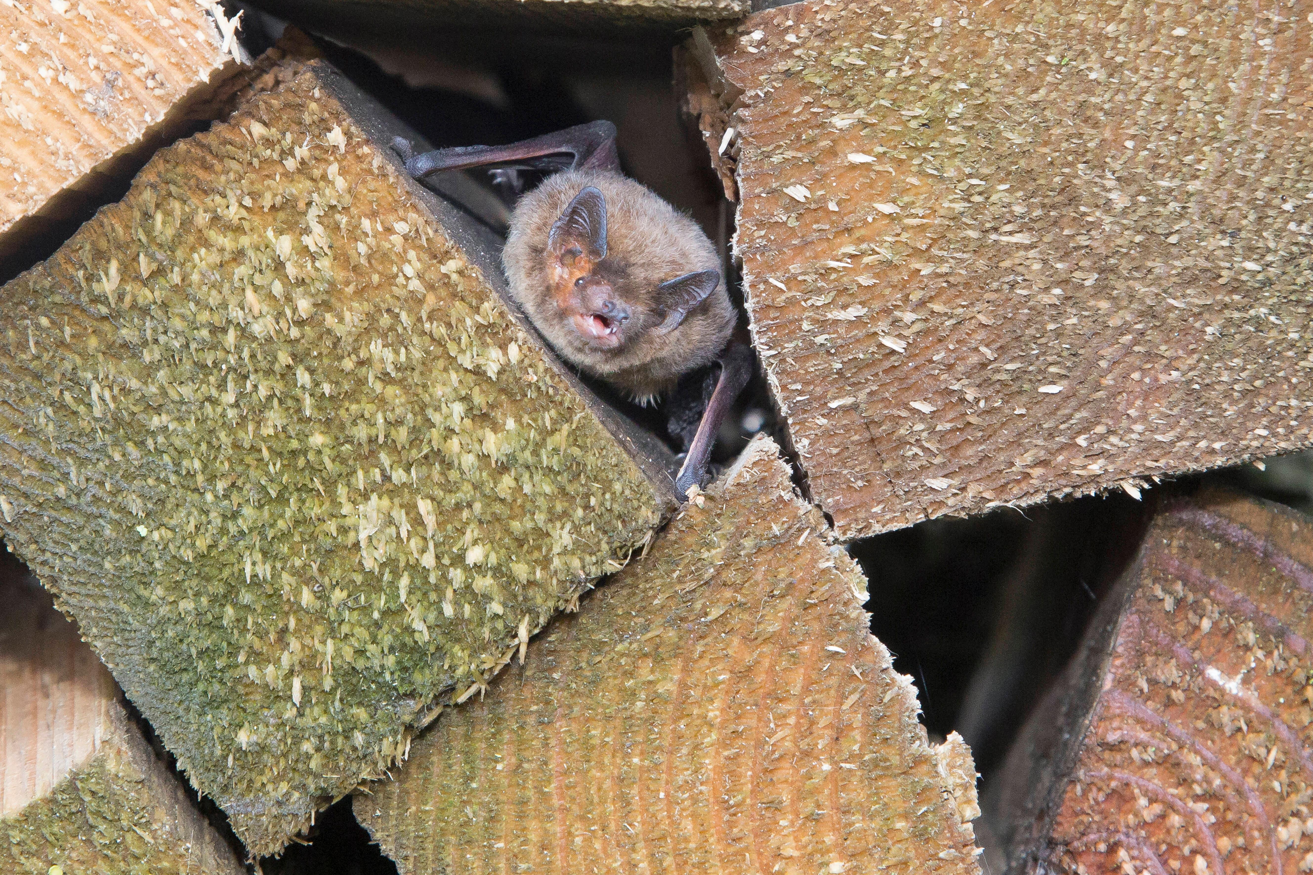 imago images 107335163