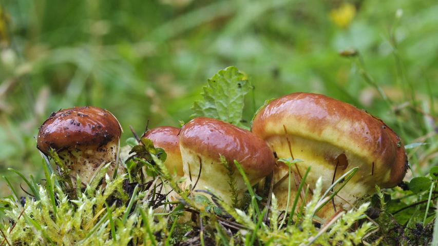 Unfreiwillige Nacht im Wald: Großaufgebot sucht in Bayern nach verunglücktem Pilzsammler Unfreiwillige Nacht im Wald: Großaufgebot sucht in Bayern nach verunglücktem Pilzsammler