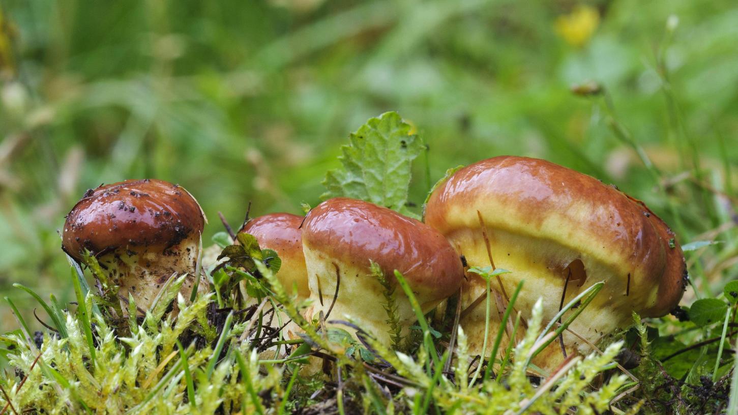 Im Wald wachsen im Herbst viele schmackhafte Pilzsorten.