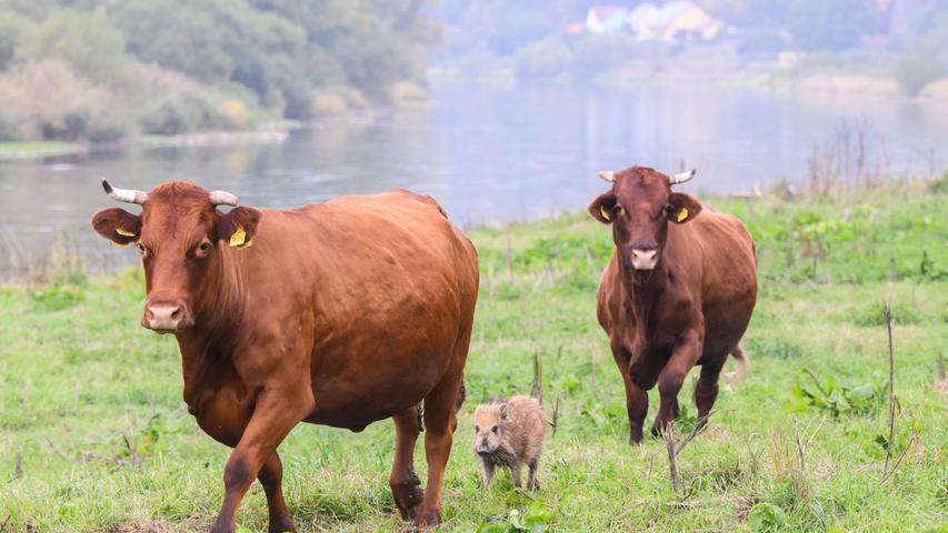 Das kleine Wildschwein hat offenbar seine Gruppe verloren. Das kleine Wildschwein hat offenbar seine Gruppe verloren.