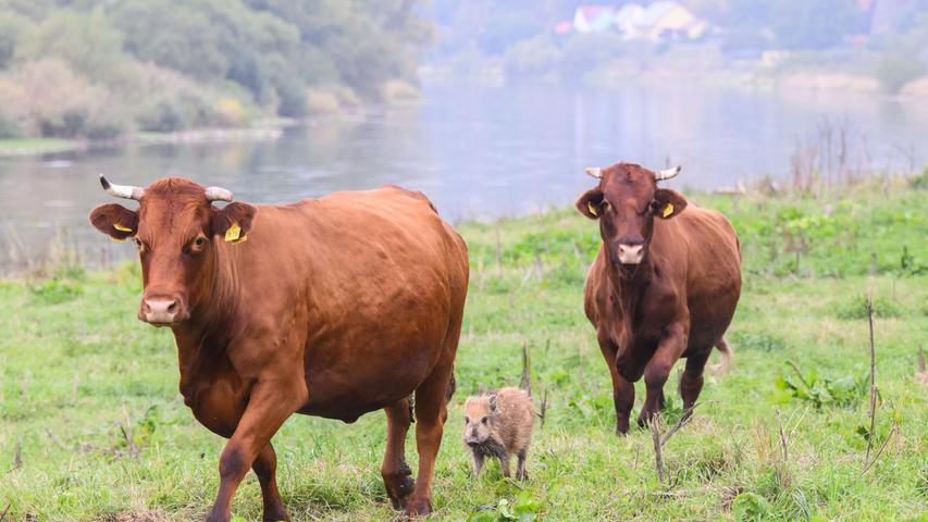 Das kleine Wildschwein hat offenbar seine Gruppe verloren.