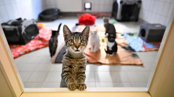 Tierheime in Bayern am Limit - Tierschutzverbände sprechen von "Katzenflut"