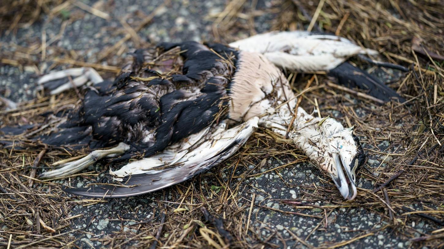 Eine Eiderente liegt tot am Strand der Nordsee. Laut Angaben eines Mitarbeiters des Küstenschutzes ist der Seevogel vermutlich an der Vogelgrippe gestorben.