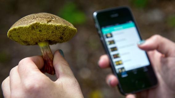 Falscher Pilz ist potenziell tödlich - Experten warnen vor Pilz-Apps