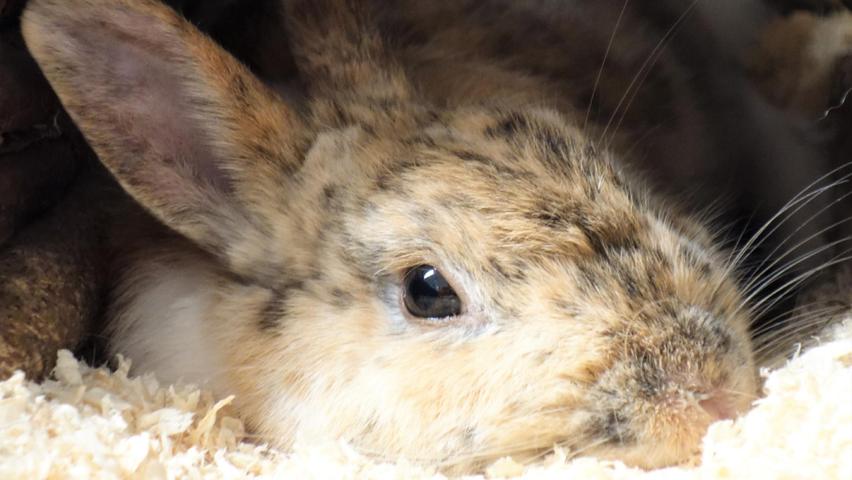 Die braun-beige gesprenkelte Kaninchendame „Bonnie“ ist ein sehr ruhiges Tier und völlig entspannt wartet sie unter ihrem Weidentunnel ab, bis sich jemand für sie interessiert. „Bonnie“ ist 2020 geboren und sie wurde mit einer großen Anzahl weiterer Kaninchen im Tierheim abgegeben. Viele ihrer damaligen Leidensgefährten haben bereits ein neues Zuhause gefunden, aber irgendwie wurde die mit allen verträgliche „Bonnie“ immer übersehen. Bei welchem einsamen, kastrierten und friedfertigen Kaninchenbuben, der derzeit in Innenhaltung lebt, darf die liebe „Bonnie“ einziehen? Das Tierheim Neumarkt ist trotz der erfolgten Lockerungen noch immer bis auf Weiteres für Besucher und teilweise auch für Gassigeher und Katzenstreichler geschlossen. Besuche, Beratungsgespräche und Tiervermittlungen können nur nach vorheriger telefonischer Terminvereinbarung stattfinden, Katzenstreichler und Gassigeher sollten sich auch vorher telefonisch ankündigen. Das Büro ist täglich (außer an Sonn- und Feiertagen) von 14.30 bis 17 Uhr unter der Telefonnummer (0 91 81) 2 28 62 erreichbar. In Notfällen und im Falle von Fundtieren ist das Tierheim ebenfalls unter dieser Telefonnummer erreichbar. Hier geht es zur Internet-Seite des Tierheims
Die braun-beige gesprenkelte Kaninchendame „Bonnie“ ist ein sehr ruhiges Tier und völlig entspannt wartet sie unter ihrem Weidentunnel ab, bis sich jemand für sie interessiert. „Bonnie“ ist 2020 geboren und sie wurde mit einer großen Anzahl weiterer Kaninchen im Tierheim abgegeben. Viele ihrer damaligen Leidensgefährten haben bereits ein neues Zuhause gefunden, aber irgendwie wurde die mit allen verträgliche „Bonnie“ immer übersehen. Bei welchem einsamen, kastrierten und friedfertigen Kaninchenbuben, der derzeit in Innenhaltung lebt, darf die liebe „Bonnie“ einziehen? Das Tierheim Neumarkt ist trotz der erfolgten Lockerungen noch immer bis auf Weiteres für Besucher und teilweise auch für Gassigeher und Katzenstreichler geschlossen. Besuche, Beratungsgespräche und Tiervermittlungen können nur nach vorheriger telefonischer Terminvereinbarung stattfinden, Katzenstreichler und Gassigeher sollten sich auch vorher telefonisch ankündigen. Das Büro ist täglich (außer an Sonn- und Feiertagen) von 14.30 bis 17 Uhr unter der Telefonnummer (0 91 81) 2 28 62 erreichbar. In Notfällen und im Falle von Fundtieren ist das Tierheim ebenfalls unter dieser Telefonnummer erreichbar. Hier geht es zur Internet-Seite des Tierheims
