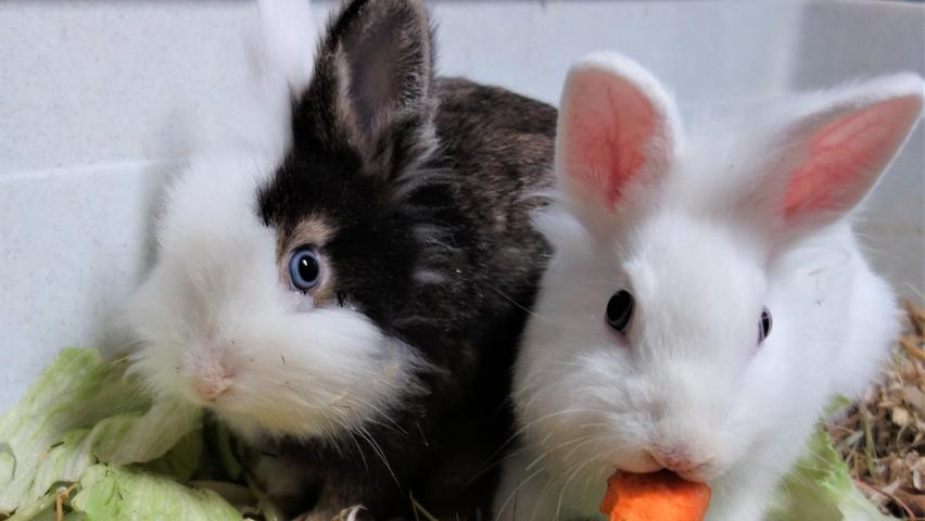 Die beiden Kaninchenbuben „Linus“ und „Lukas“ entstammen dieser großen Kaninchengruppe, wenn auch indirekt, denn die beiden Kaninchen wurden, nachdem die Kaninchenmutter schon trächtig ins Tierheim kam, am 11. Mai 2022 im Tierheim geboren – Vater unbekannt. „Linus“ und „Lukas“ wurden rechtzeitig kastriert, so dass der Friede in der kleinen Familie, zu der auch noch die Kaninchenmutter „Luise“ und ein weiteres Brüderchen gehören, erhalten blieb. Doch nun sind erst einmal „Linus“ und „Lukas“ auf der Suche nach einem neuen Wirkungskreis, wobei die Kaninchen heuer nicht mehr in Außenhaltung können. Sie sollten in ihrem neuen Zuhause aber viel Platz zum täglichen Herumhoppeln haben. Das Tierheim Neumarkt ist trotz der erfolgten Lockerungen noch immer bis auf Weiteres für Besucher und teilweise auch für Gassigeher geschlossen. Besuche, Beratungsgespräche und Tiervermittlungen können nur nach vorheriger telefonischer Terminvereinbarung stattfinden, Katzenstreichler und Gassigeher sollten sich auch vorher telefonisch ankündigen. Das Büro ist täglich (außer an Sonn- und Feiertagen) von 14.30 bis 17 Uhr unter der Telefonnummer (0 91 81) 2 28 62 erreichbar. In Notfällen und im Falle von Fundtieren ist das Tierheim ebenfalls unter dieser Telefonnummer erreichbar. Hier geht es zur Internet-Seite des Tierheims
Die beiden Kaninchenbuben „Linus“ und „Lukas“ entstammen dieser großen Kaninchengruppe, wenn auch indirekt, denn die beiden Kaninchen wurden, nachdem die Kaninchenmutter schon trächtig ins Tierheim kam, am 11. Mai 2022 im Tierheim geboren – Vater unbekannt. „Linus“ und „Lukas“ wurden rechtzeitig kastriert, so dass der Friede in der kleinen Familie, zu der auch noch die Kaninchenmutter „Luise“ und ein weiteres Brüderchen gehören, erhalten blieb. Doch nun sind erst einmal „Linus“ und „Lukas“ auf der Suche nach einem neuen Wirkungskreis, wobei die Kaninchen heuer nicht mehr in Außenhaltung können. Sie sollten in ihrem neuen Zuhause aber viel Platz zum täglichen Herumhoppeln haben. Das Tierheim Neumarkt ist trotz der erfolgten Lockerungen noch immer bis auf Weiteres für Besucher und teilweise auch für Gassigeher geschlossen. Besuche, Beratungsgespräche und Tiervermittlungen können nur nach vorheriger telefonischer Terminvereinbarung stattfinden, Katzenstreichler und Gassigeher sollten sich auch vorher telefonisch ankündigen. Das Büro ist täglich (außer an Sonn- und Feiertagen) von 14.30 bis 17 Uhr unter der Telefonnummer (0 91 81) 2 28 62 erreichbar. In Notfällen und im Falle von Fundtieren ist das Tierheim ebenfalls unter dieser Telefonnummer erreichbar. Hier geht es zur Internet-Seite des Tierheims