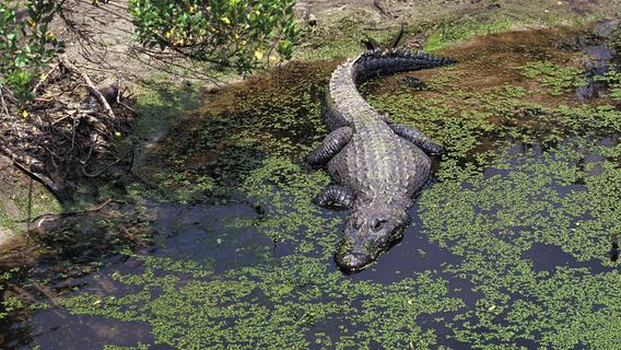 An Krokodile verfüttert: Ehepaar brutal überfallen und ermordet