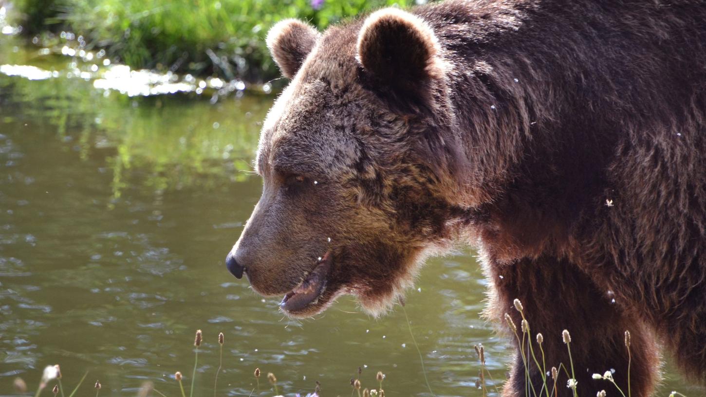 Im Bärenwald Müritz finden misshandelte Tiere ein sicheres Refugium.