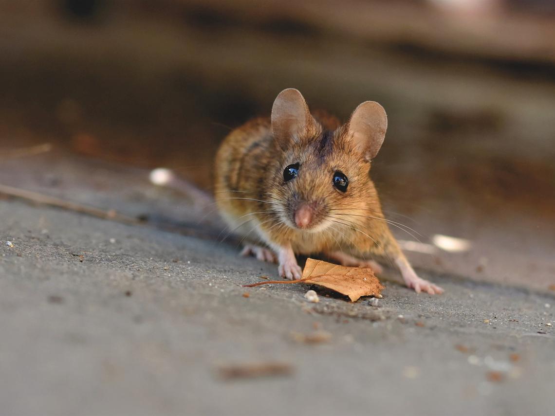 Tipps gegen Mäuse und welche Mittel helfen!