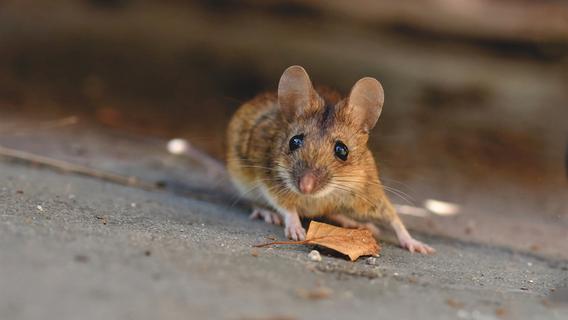 Schluss mit Mäusen: So kann man die Nager nachhaltig vertreiben