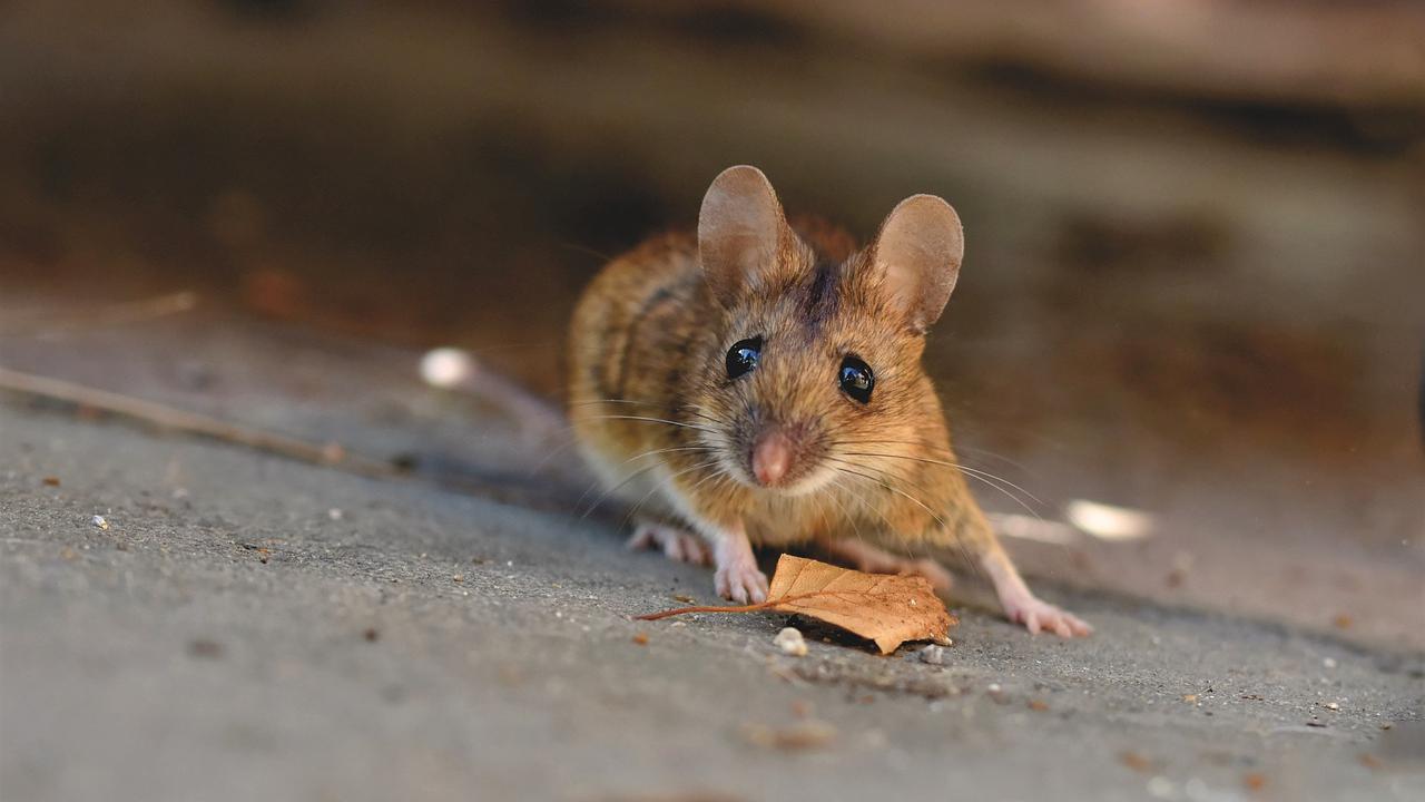In diesem Beitrag erfahren Sie, mit welchen vier Hausmitteln Sie Mäuse aus Ihrem Haus vertreiben können.