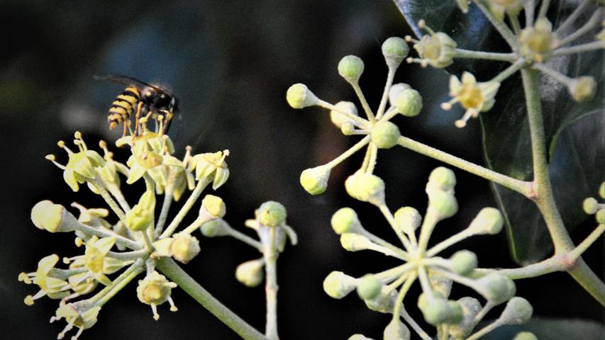 Wildbienen suchen gerne den blühenden Efeu auf, Vögel nutzen die Beeren dann im Winter und im zeitigen Frühjahr als Nahrungsquelle.   