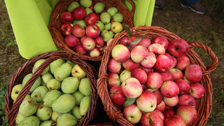Symbolbild: Äpfel, Birnen und Pflaumen: Die Diebe von 500 Kilogramm Obst sind aktuell unbekannt.
