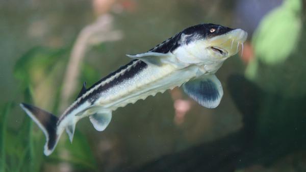 Im Schauaquarium der Fischerjugend im Fischereiverband Mittelfranken zogen unter anderem Störe ihre Runden.