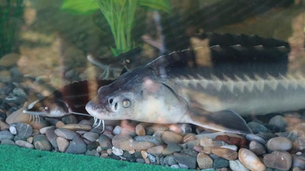 Im Schauaquarium der Fischerjugend im Fischereiverband Mittelfranken zogen unter anderem Störe ihre Runden.