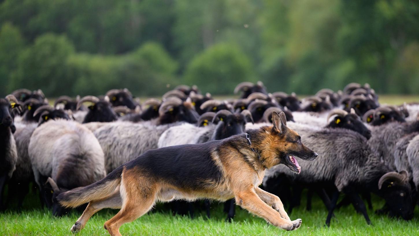 Manche Hunde übernehmen wichtige Aufgaben: Hütehunde haben etwa die Aufgabe, Herden zusammenzuhalten und ihre Bewegungen zu lenken.