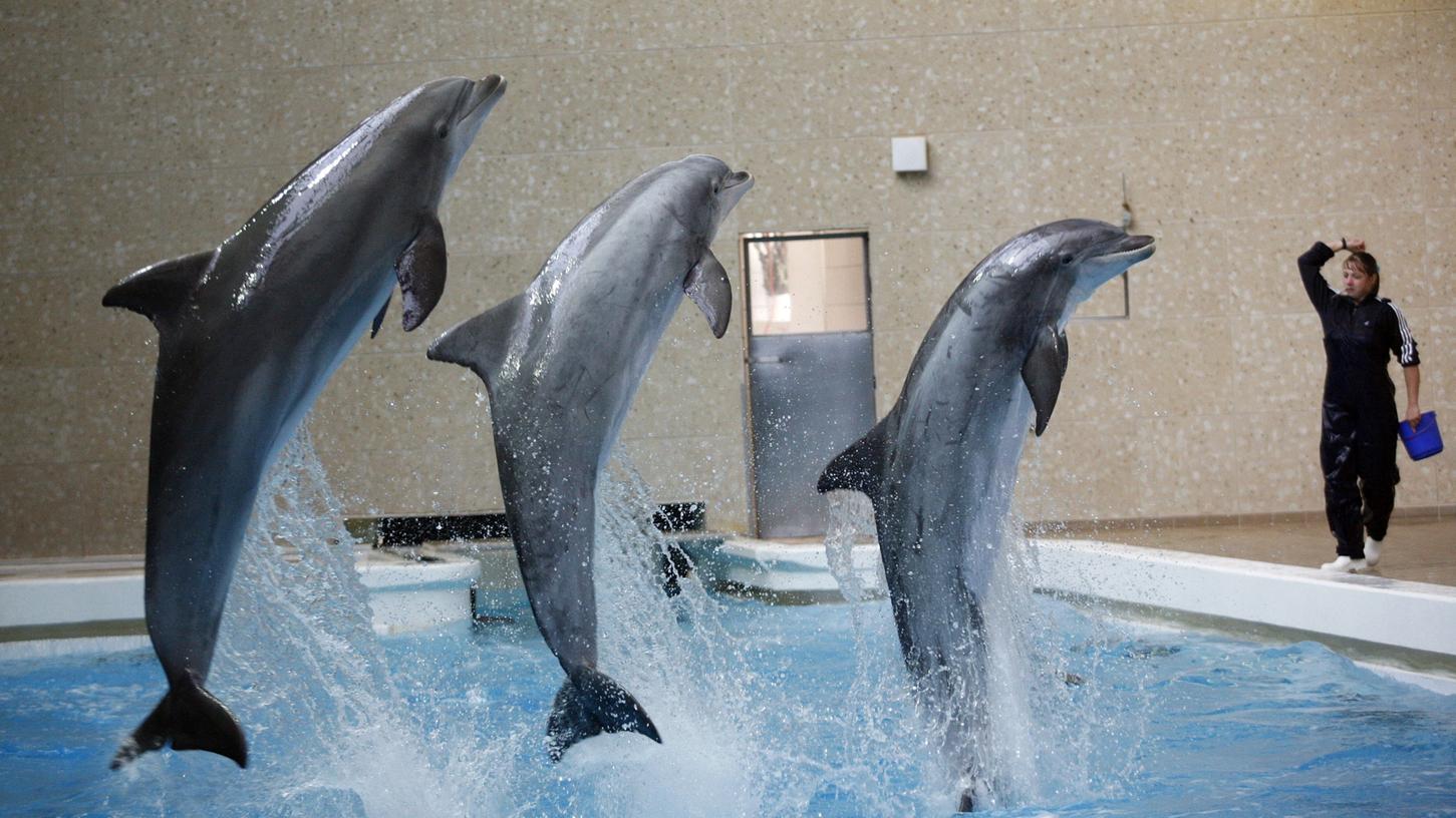 Delfin-Experte Boris Culik sieht den Tiergarten in der Pflicht, die Stressbelastung der Meeressäuger zu prüfen.