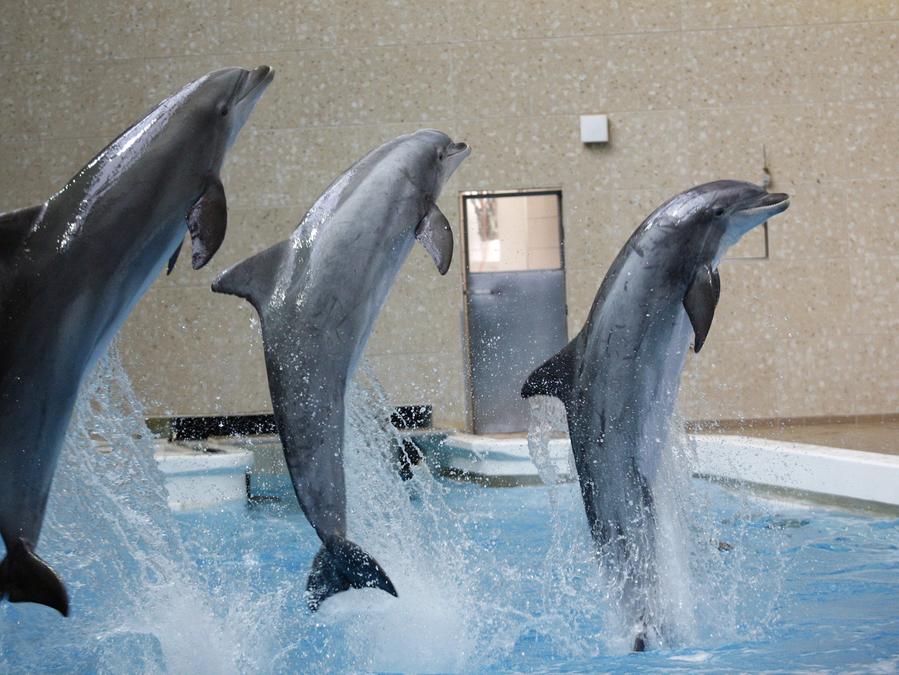 Larm Im Delfinarium Experte Halt Belastung Fur Moglich Nurnberg Nordbayern De