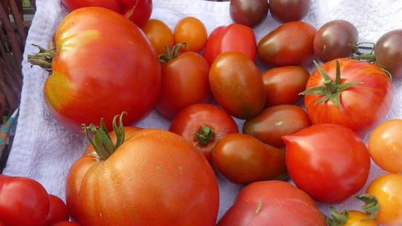 Wenn Gärtner rot sehen: So machen Tomaten Spaß