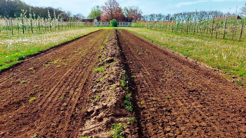 Sogenannte Beetle Banks sind aufgepflügte Erdwalle, auf denen bestimmte insektenfreundliche Pflanzenmischungen ausgesät werden. Sogenannte Beetle Banks sind aufgepflügte Erdwalle, auf denen bestimmte insektenfreundliche Pflanzenmischungen ausgesät werden.
